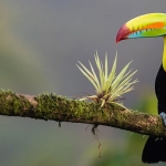 Birds of Costa Rica