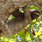 Sloths of Costa Rica