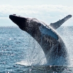 Whales in Costa Rica